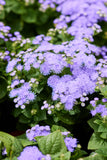 Ageratum - Aloha Blue