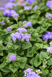Ageratum - Aloha Blue