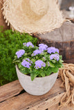 Ageratum - Aloha Blue