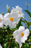 Mandevilla - Tropica Grandiosa White