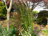 Eupatorium - Elegant Feather