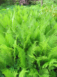 Ostrich Fern - Matteuccia Struthiopteris