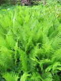 Ostrich Fern - Matteuccia Struthiopteris