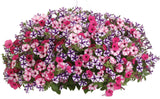 Petunia - Supertunia Mini Vista Violet Star
