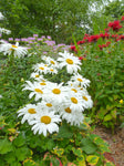 Leucanthemum - Alaska Shasta Daisy