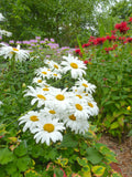 Leucanthemum - Alaska Shasta Daisy