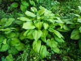 Hosta - Guacamole