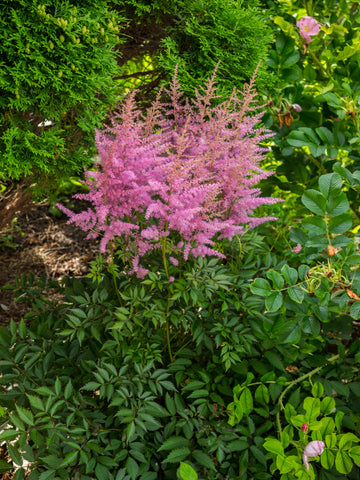 Astilbe - Ardensii Amethyst