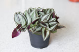 Tradescantia - Zebra Red Silver