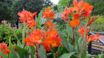 Canna Lily - Cannova Orange Shades