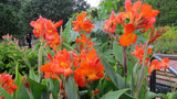 Canna Lily - Cannova Orange Shades