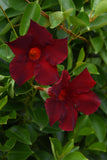 Dipladenia - Tropica Grande Merlot