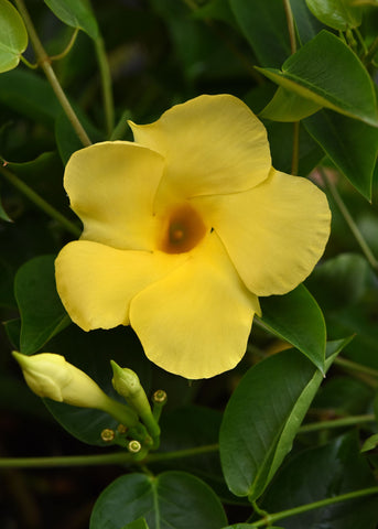 Dipladenia - Tropica Grande Citrine