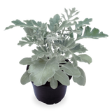 Dusty Miller - Silverdust