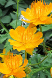 Trollius - Orange Princess Globefower