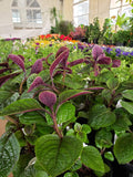 Plectranthus - Nico