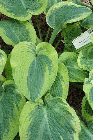 Hosta - American Halo