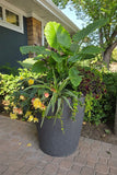 Elephant Ears