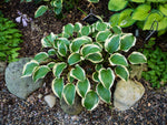 Hosta - Queen Josephine