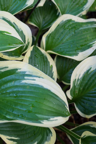 Hosta - Queen Josephine