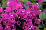 Bougainvillea Hanging Basket - Vera Deep Purple