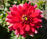 Dahlia - Dinner Plate Red Babylon