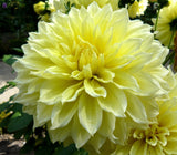 Dahlia - Dinner Plate Yellow Kelvin Floodlight