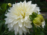 Dahlia - Dinner Plate White Fleurel