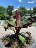 Ornamental Banana - Red Leaf