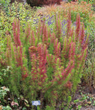 Eupatorium - Elegant Feather