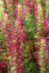 Eupatorium - Elegant Feather