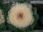 Flowering Kale - Songbird White