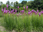 Liatris Spicata - Dense Blazing Star