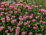 Monarda - Marshall's Delight