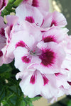 Geranium - Martha Washington Elegant Light Lavender Splash