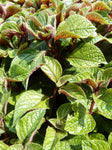 Plectranthus - Nico