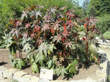 Castor Bean - Ricinus
