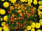 Marigold - Gem Tangerine