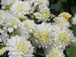 Dahlia - Dinner Plate White Fleurel