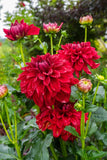 Dahlia - Dinner Plate Red Babylon