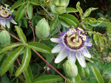 Passiflora - Passion Plant