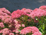 Sedum - Autumn Fire