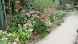 Sedum - Autumn Fire