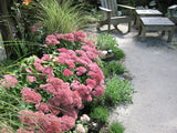 Sedum - Autumn Fire