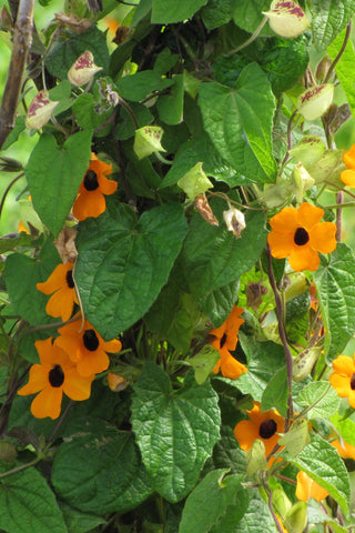 Thunbergia - Orange