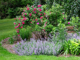 Nepeta - Walker's Low Catmint