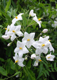 Solanum - White Potato Vine