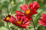 Gaillardia - Burgundy