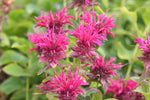 Monarda - Marshall's Delight