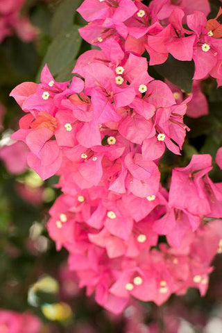 Bougainvillea Hanging Basket - Vera Pink